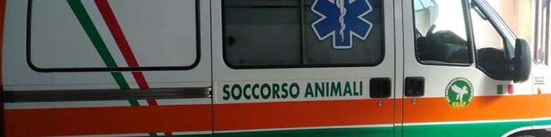 Coronavirus: servizio ambulanza veterinaria